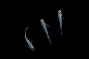 Small Abi Medaka rice fish from CT, vibrant orange and white coloration, swimming in a clear aquatic environment.