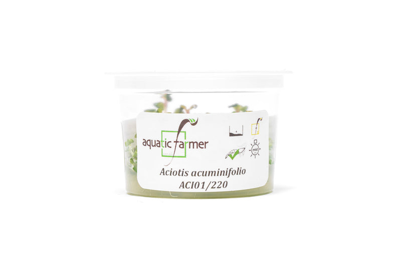 Aciotis Acuminifolia Aquatic Farmer Tissue Culture Aquatic Plant - Buce Plant