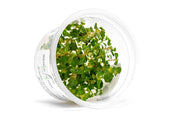 Aciotis Acuminifolia Aquatic Farmer Tissue Culture Aquatic Plant - Buce Plant
