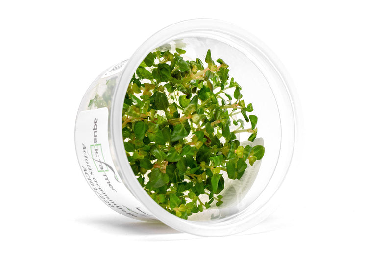 Aciotis Acuminifolia Aquatic Farmer Tissue Culture Aquatic Plant - Buce Plant