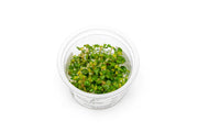 Aciotis Acuminifolia Aquatic Farmer Tissue Culture Aquatic Plant - Buce Plant