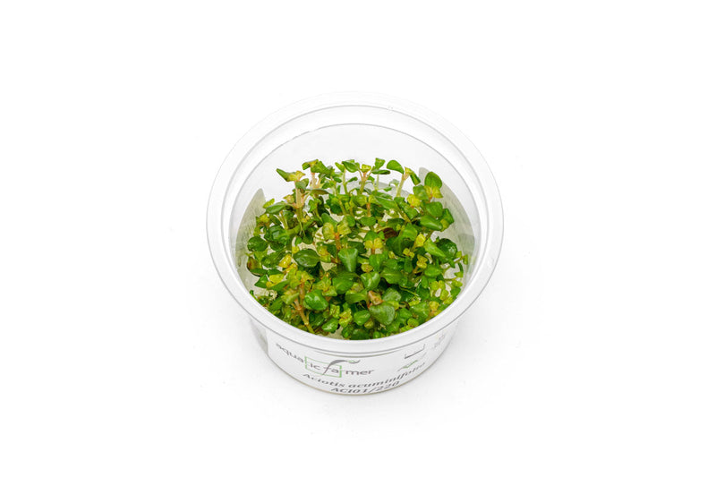 Aciotis Acuminifolia Aquatic Farmer Tissue Culture Aquatic Plant - Buce Plant