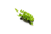 Adiantum fern and moss growing on driftwood in a CPA terrarium plant display.