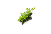 Adiantum Sp. fern and moss growing on driftwood in a CPA terrarium plant display.
