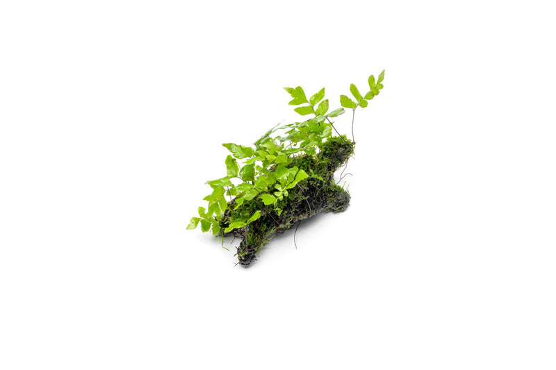 Adiantum Sp. fern and moss growing on driftwood in a CPA terrarium plant display.