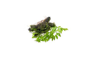 Adiantum Sp. fern and moss growing on driftwood in a CPA terrarium plant setup.