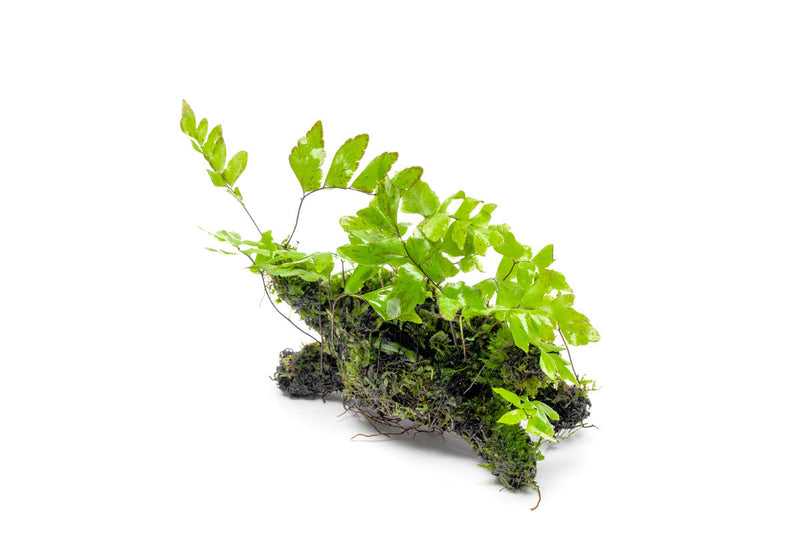 Adiantum Sp. fern and moss on driftwood in a terrarium, showcasing lush greenery and natural wood arrangement.