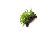 Adiantum Sp. and moss growing on driftwood in a CPA terrarium plant setup, showcasing lush greenery and natural textures.