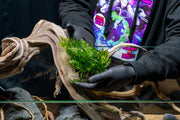 African Water Fern / Bolbitis Heudelotii Aquatic Plant - Buce Plant
