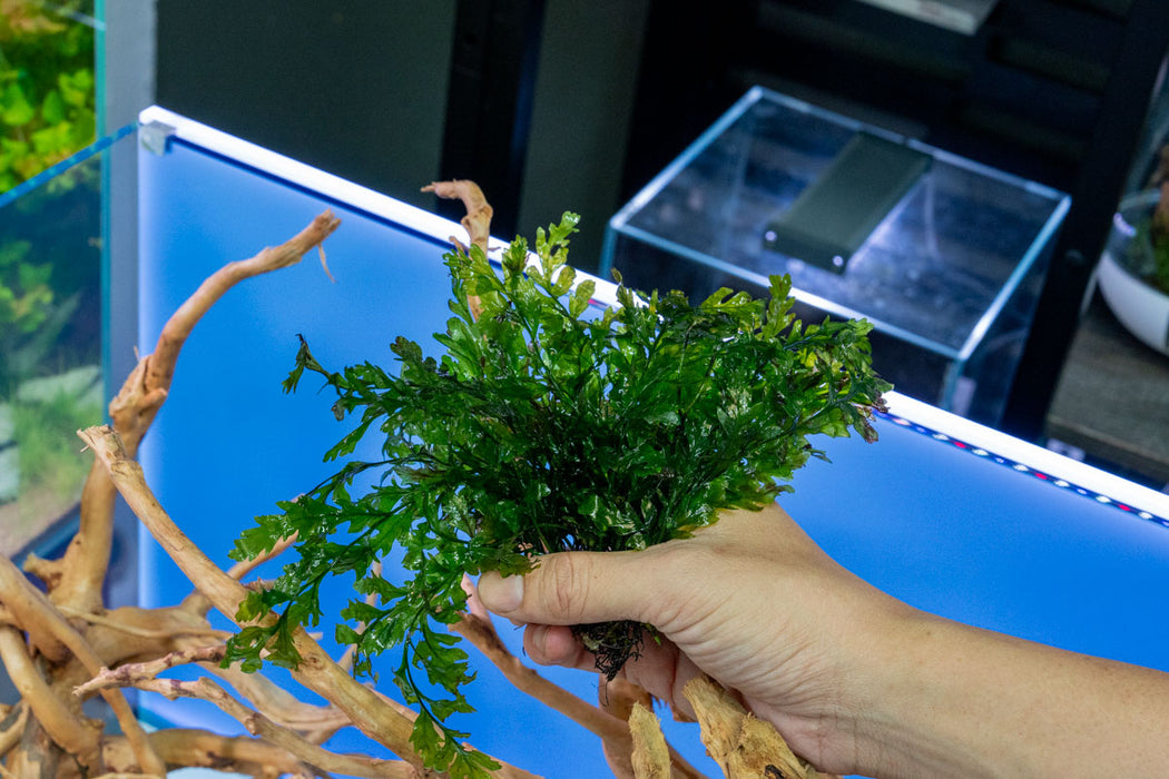African Water Fern / Bolbitis Heudelotii