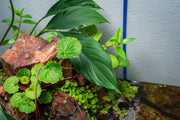 Aglaonema Simplex terrarium plant in a glass container, featuring lush green foliage with variegated leaves, by ACW.