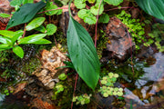 Aglaonema Simplex terrarium plant in a glass container with lush green leaves, decorative roots, and moss for a stylish indoor display.