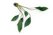 Aglaonema Simplex terrarium plant from ACW with lush green leaves in a glass terrarium setting.
