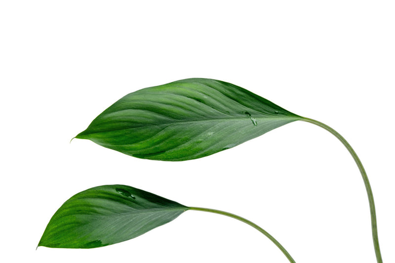 Healthy Aglaonema Simplex terrarium plant from ACW, featuring lush green foliage in a compact container.