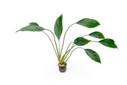 Aglaonema Simplex terrarium plant with dark green and silver leaves, potted in a small glass terrarium, by ACW.
