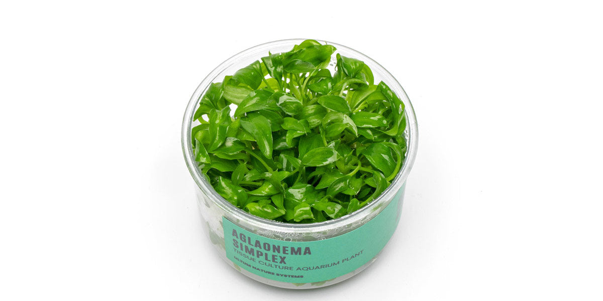 Aglaonema Simplex Java Indonesia Aglaonema simplex (Araceae) image