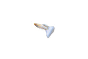 Albino full platinum guppies, vibrant fish with white and silver coloration, swimming in an aquarium.