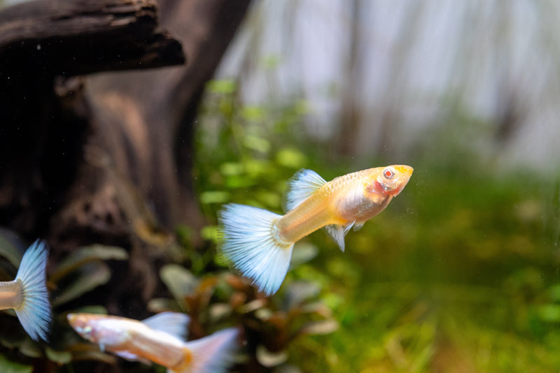 Albino full platinum guppies, vibrant fish with shimmering white and silver coloration, swimming in an aquarium.