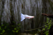 Albino full platinum guppies swimming in a freshwater tank, showcasing their vibrant white and platinum coloration.