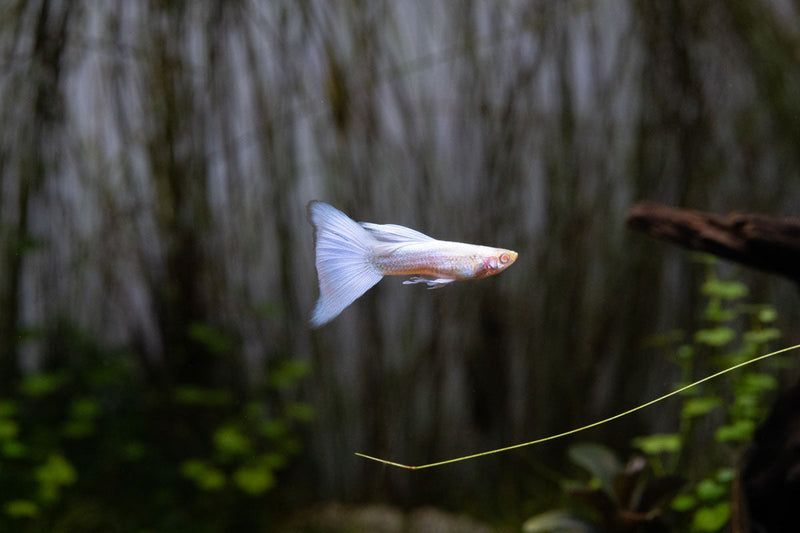Albino full platinum guppies swimming in a freshwater tank, showcasing their vibrant white and platinum coloration.