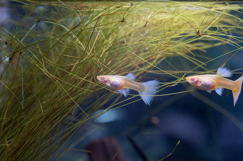 Albino full platinum guppies, vibrant fish with white and silver coloration, swimming in an aquarium.