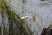 Albino Full Platinum Guppies, freshwater fish from JA, showcasing their vibrant white and platinum coloration in an aquarium setting.