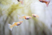 Albino full platinum guppies swimming in an aquarium, vibrant fish with white and platinum coloration, from the JA brand.