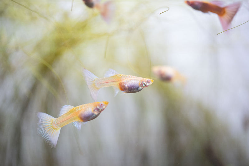 Albino full platinum guppies swimming in an aquarium, vibrant fish with white and platinum coloration, from the JA brand.