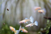 Albino full platinum guppies swimming in an aquarium, showcasing their bright white coloration and elegant fins.