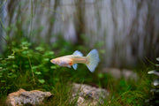 Albino Full Platinum Guppies, vibrant fish with white and platinum coloration, swimming in an aquarium.