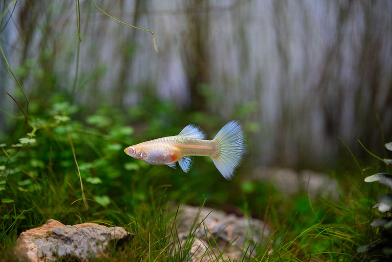 Albino Full Platinum Guppies, vibrant fish with white and platinum coloration, swimming in an aquarium.