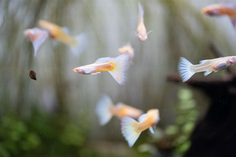 Albino full platinum guppies, vibrant freshwater fish with bright white and platinum coloration, swimming in an aquarium.