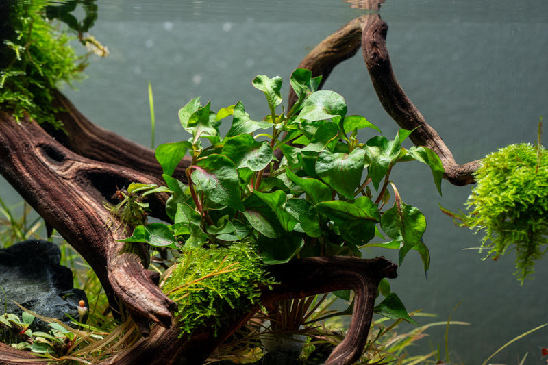Alternanthera Amabilis Tricolor aquatic plant from CPA with vibrant red, green, and purple foliage for freshwater aquariums.