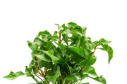 Alternanthera Amabilis Tricolor aquatic plant with vibrant red, green, and purple leaves for freshwater aquariums, by CPA.