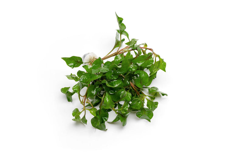 Alternanthera Amabilis Tricolor aquatic plant from CPA with vibrant red, green, and purple leaves for freshwater aquariums.