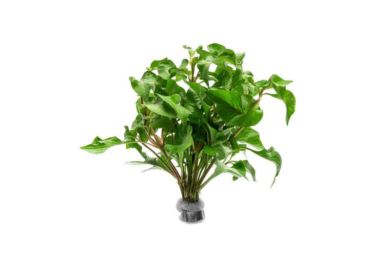 Alternanthera Amabilis Tricolor aquatic plant by CPA with vibrant red, green, and purple leaves suitable for freshwater aquariums.