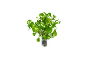 Alternanthera Bettzickiana Green Aquatic Plant - Buce Plant