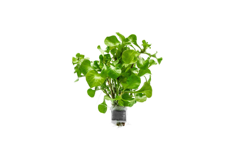 Alternanthera Bettzickiana Green Aquatic Plant - Buce Plant
