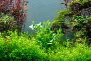 Alternanthera Bettzickiana Green Aquatic Plant - Buce Plant