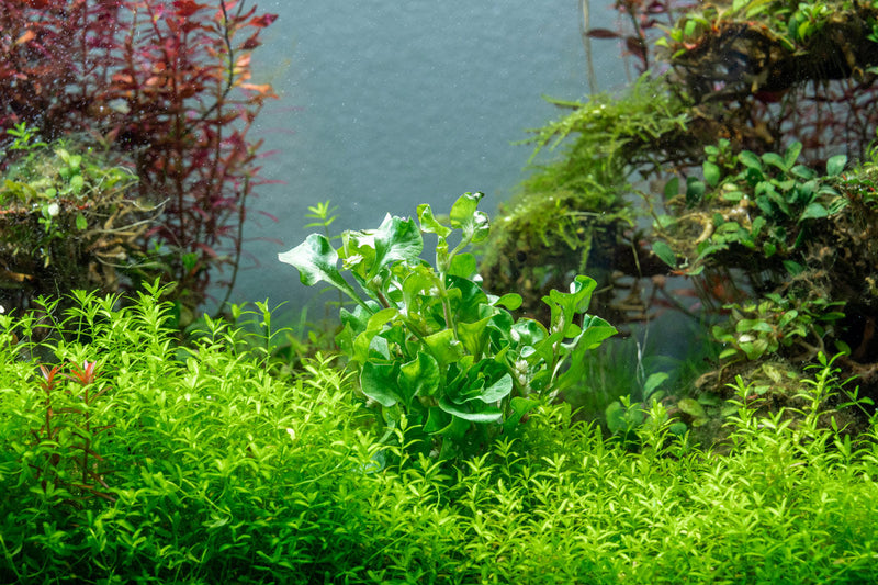 Alternanthera Bettzickiana Green Aquatic Plant - Buce Plant