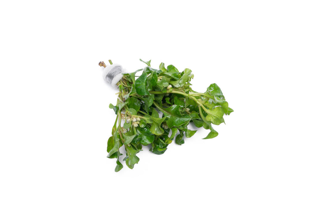 Alternanthera Bettzickiana Green