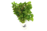 Alternanthera Bettzickiana Green Aquatic Plant - Buce Plant