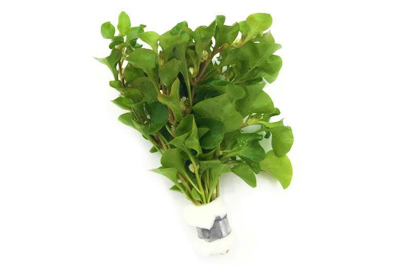 Alternanthera Bettzickiana Green Aquatic Plant - Buce Plant