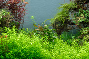 Red Alternanthera Bettzickiana aquatic plant from ACW with vibrant red leaves, suitable for freshwater aquariums.