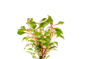Red Alternanthera Bettzickiana aquatic plant from ACW with vibrant red leaves, suitable for freshwater aquariums.