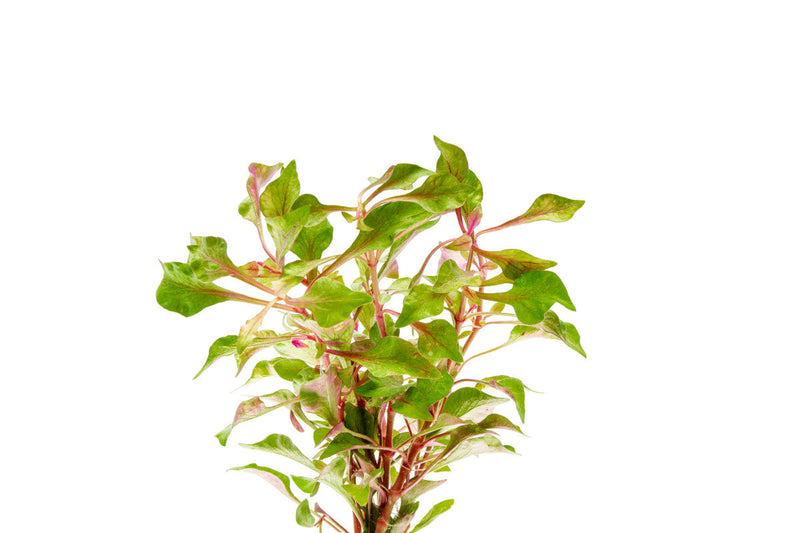Red Alternanthera Bettzickiana aquatic plant from ACW with vibrant red leaves, suitable for freshwater aquariums.