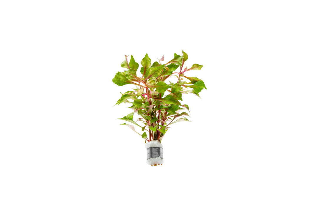 Alternanthera Bettzickiana Red