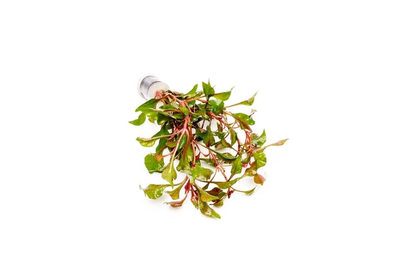 Red Alternanthera Bettzickiana aquatic plant from ACW, featuring vibrant red foliage suitable for freshwater aquariums.