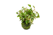 Alternanthera Bettzickiana Red aquatic plant on a clay moss ball, healthy vibrant red leaves, suitable for freshwater aquariums.