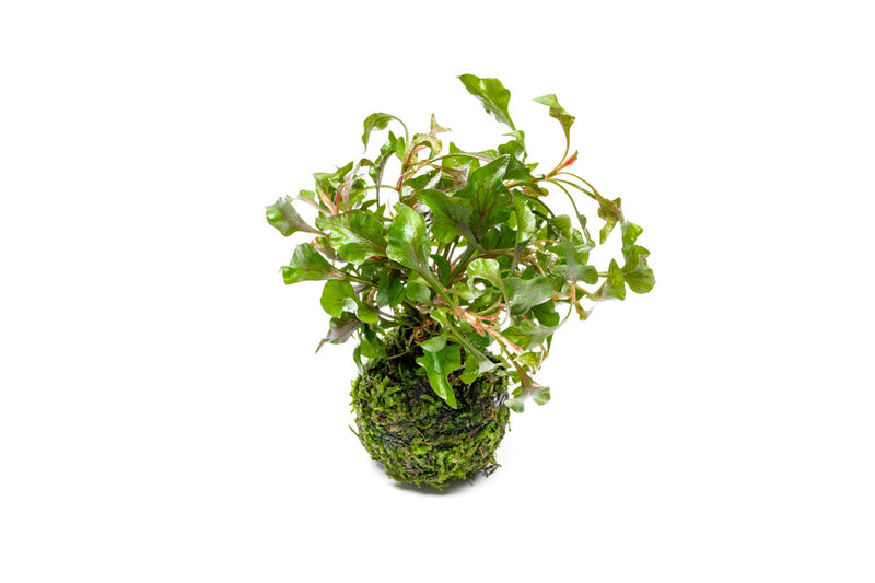 Alternanthera Bettzickiana Red aquatic plant on a clay moss ball, healthy vibrant red leaves, suitable for freshwater aquariums.